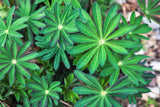 75 Mixed Colors RUSSELL LUPINE (Streamside, Bigleaf, Garden, or Washington Lupine) Lupinus Polyphyllus Flower Seeds