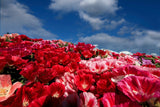 500 MIXED COLORS GODETIA Clarkia Amoena Flower Seeds