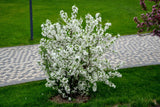 30 Sargent CRAB APPLE Shrub Hummingbird Flower White Red Malus Sargentii Seeds