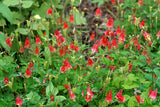 100 WILD/ CANADIAN COLUMBINE Aquilegia Canadensis Flower Seeds