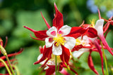 25 CRIMSON STAR COLUMBINE Red & White McKana's Giant Aquilegia Flower Seeds