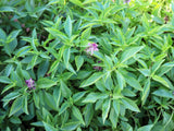 1000 LICORICE BASIL Ocimum Basilicum HERB Flower Seeds