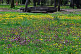 100 HEAL ALL Self Heal Prunella Vulgaris Purple Herb Flower Seeds