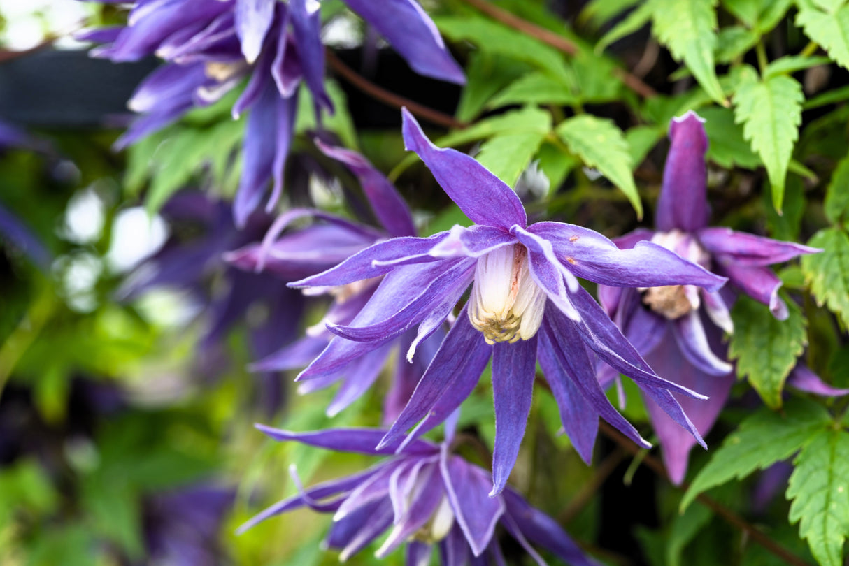 10 PURPLE ALPINE CLEMATIS Alpina Virgin's Bower Flower Vine Seeds
