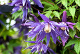 10 PURPLE ALPINE CLEMATIS Alpina Virgin's Bower Flower Vine Seeds