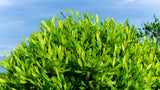 40 Mixed Colors FLORIDA HOPBUSH Dodonaea Viscosa Hawaiian Hopseed Flower Shrub Seeds