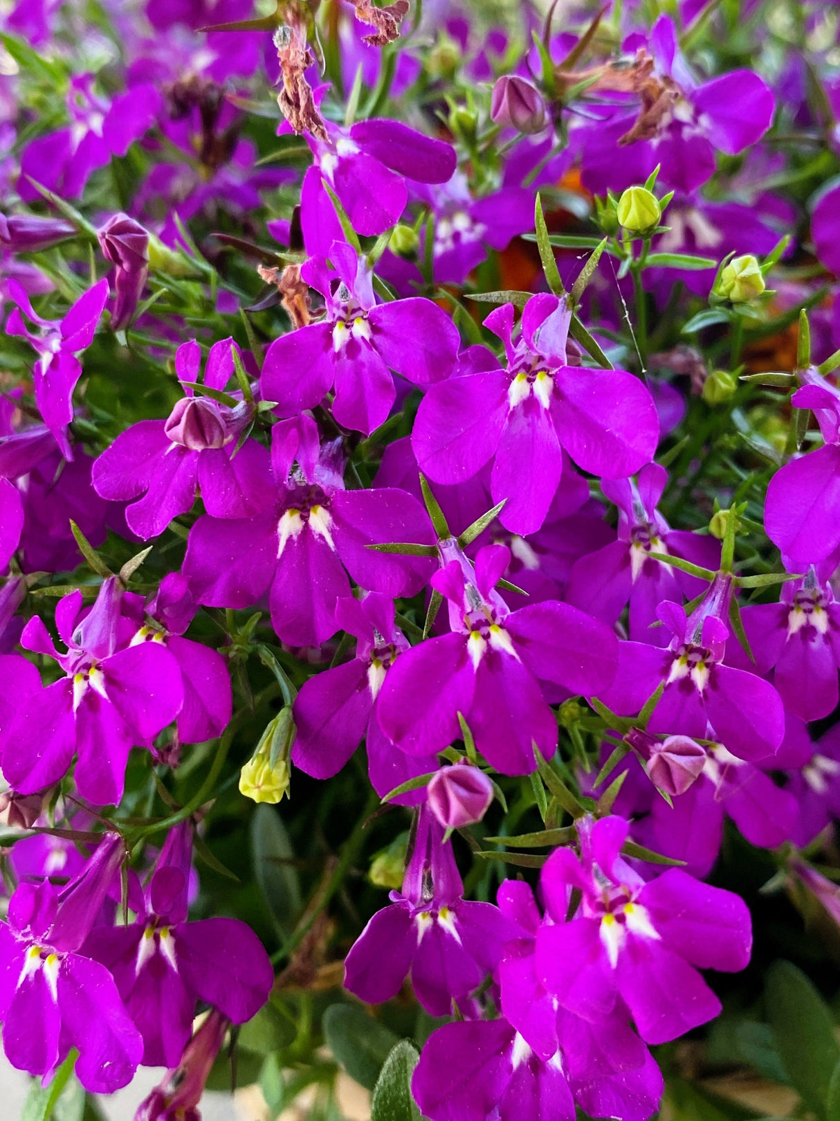 200 ROSAMOND LOBELIA Erinus Carmine Red & White Flower Seeds