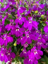 200 ROSAMOND LOBELIA Erinus Carmine Red & White Flower Seeds