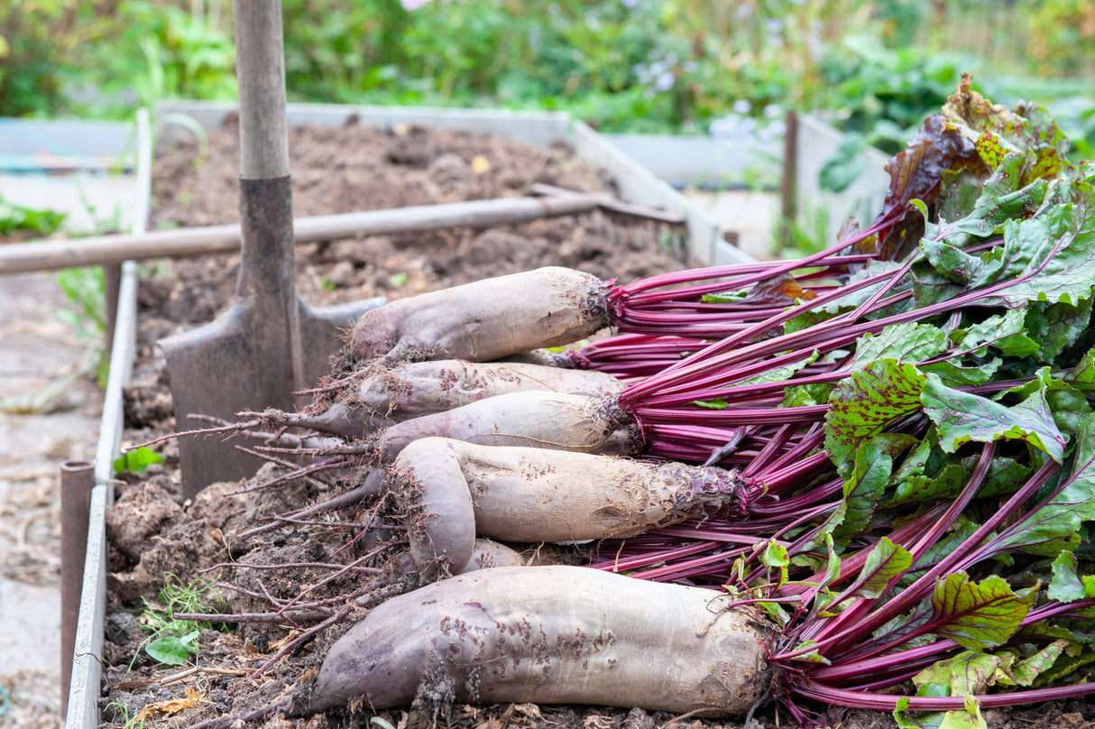 75 Giant Red BEET Mangelwurzel Mangel Mangold Wurzel Mammoth Long Beta Vulgaris Seeds