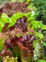 3000 RUBY LEAF LETTUCE Red Loose Leaf Heirloom Lactuca Sativa Vegetable Seeds