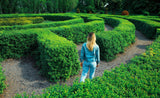 35 EUROPEAN PRIVET HEDGE Common Wild Ligustrum Vulgare Flower Shrub Seeds