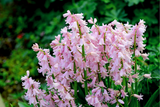 10 WOOD HYACINTH Mixed Colors English Woodland Spanish Bluebell Scilla Campanulata Hyacinthoides Hispanica Pink Purple White Flower Seeds