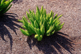 10 EMERALD ASPARAGUS FERN A. Densiflorus Mazeppa Houseplant Flower Seeds