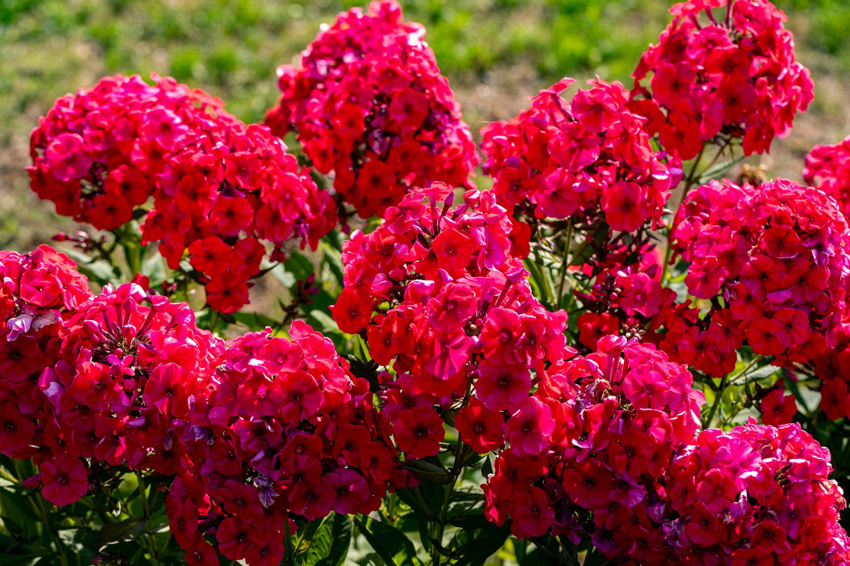 800 RED DRUMMOND PHLOX (Texas Pride) Phlox Drummondii Flower Seeds