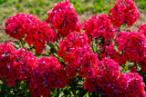 800 RED DRUMMOND PHLOX (Texas Pride) Phlox Drummondii Flower Seeds