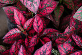 10 Dwarf ROSE Pink POLKA DOT PLANT Splash Select Hypoestes Phyllostachya Flower Houseplant Seeds