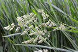 3000 QUICKDRAW ORCHARDGRASS Cat Grass Petgrass Cocksfoot Cool-Season Sun or Shade Dactylis GlomerataPerennial Bunchgrass Quick Draw Grass Seeds