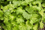 100 HEUCHERA FIREFLY Coral Bells Heuchera Sanguinea Red Flower Shade Seeds