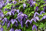 10 PURPLE ALPINE CLEMATIS Alpina Virgin's Bower Flower Vine Seeds