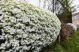 800 WHITE ALPINE ROCKCRESS Aubrieta Rock Cress Arabis Alpina Flower Seeds