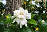 50 GARDENIA Jasminoides / CAPE JASMINE Fragrant White Shrub Houseplant Flower Seeds