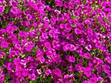 400 RAINBOW ROCKCRESS Rock Cress Large Flowered Aubrieta Cultorum Flower Seeds