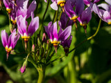 25 MIDLAND SHOOTING STAR (Flamingo Flower / Birds Bills / Prairie Pointer) Dodecatheon Meadia Flower Seeds