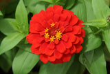 250 Red CHERRY QUEEN ZINNIA Elegans Flower Seeds