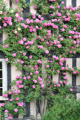 5 PINK CLIMBING ROSE Rosa Bush Vine Climber Fragrant Butterfly Flower Seeds