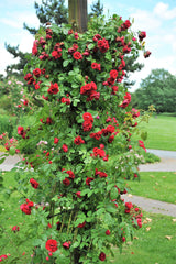 5 RED CLIMBING ROSE Rosa Bush Vine Climber Fragrant Butterfly Flower Seeds