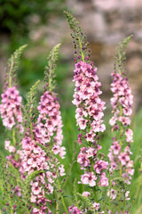 100 MIXED COLORS VERBASCUM Verbascum Phoeniceum Flower Seeds