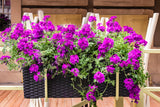 200 Pink & Purple MOSS VERBENA Verbena Tenuisecta Fragrant Hummingbird Flower Seeds