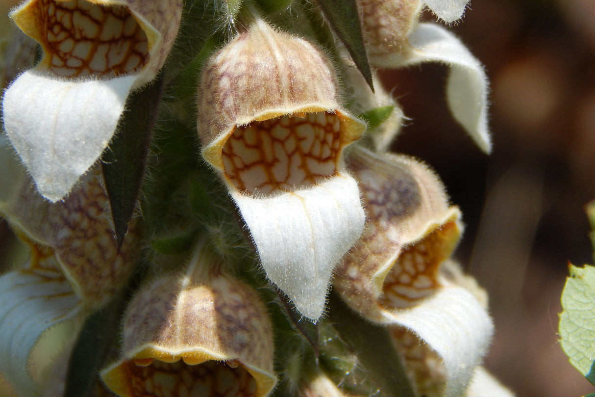 50 RUSTY FOXGLOVE Hummingbird Flower Digitalis Ferruginea Yellow Herald Seeds