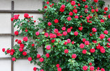 5 RED CLIMBING ROSE Rosa Bush Vine Climber Fragrant Butterfly Flower Seeds