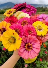 500 Mixed Colors CALIFORNIA GIANT ZINNIA Elegans Flower Seeds