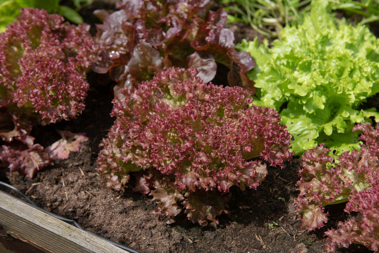 3000 RUBY LEAF LETTUCE Red Loose Leaf Heirloom Lactuca Sativa Vegetable Seeds