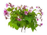 20 PURPLE FLOWERING RASPBERRY Thornless Edible Rubus Odoratus Fruit Berry Seeds