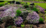 2000 Fairy DWARF MIX CANDYTUFT Iberis Umbellata Flower Seeds