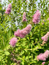 50 Pink STEEPLEBUSH Hardhack Meadow Sweet Spirea Spiraea Tomentosa Shrub Flower Seeds