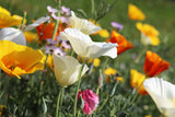 1000 MIXED Colors CALIFORNIA POPPY (Ballerina / Mission Bells) Eschscholzia Californica Flower Seeds
