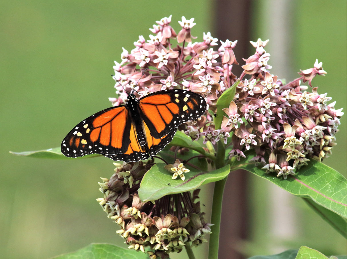 100 PINK MILKWEED Common Asclepias Syriaca Monarch Flower Seeds