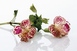 250 TIGER MONKEY Mixed Colors Mimulus Tigrinus Flower Seeds