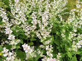 50 WHITE Swan CLARY SAGE Salvia Viridis Horminum Herb Flower Seeds