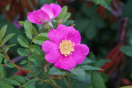 15 Pink WOOD'S ROSE Bush Mountain Rose Rosa Woodsii Fragrant Flower Seeds