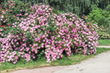 5 PINK CLIMBING ROSE Rosa Bush Vine Climber Fragrant Butterfly Flower Seeds