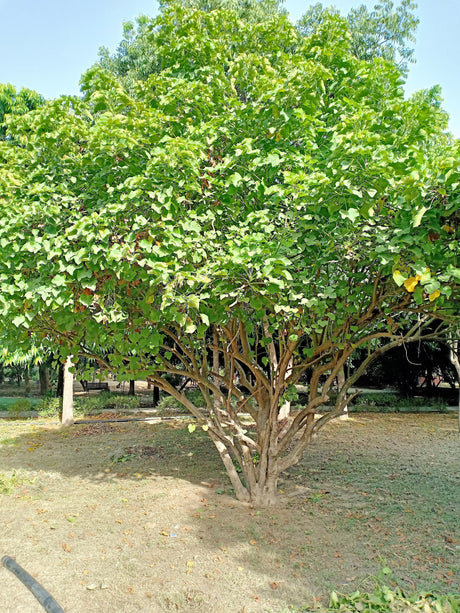 5 PHYSIC NUT Barbados Purging JATROPHA Curcas Shrub Tree Bio-Diesel Seeds