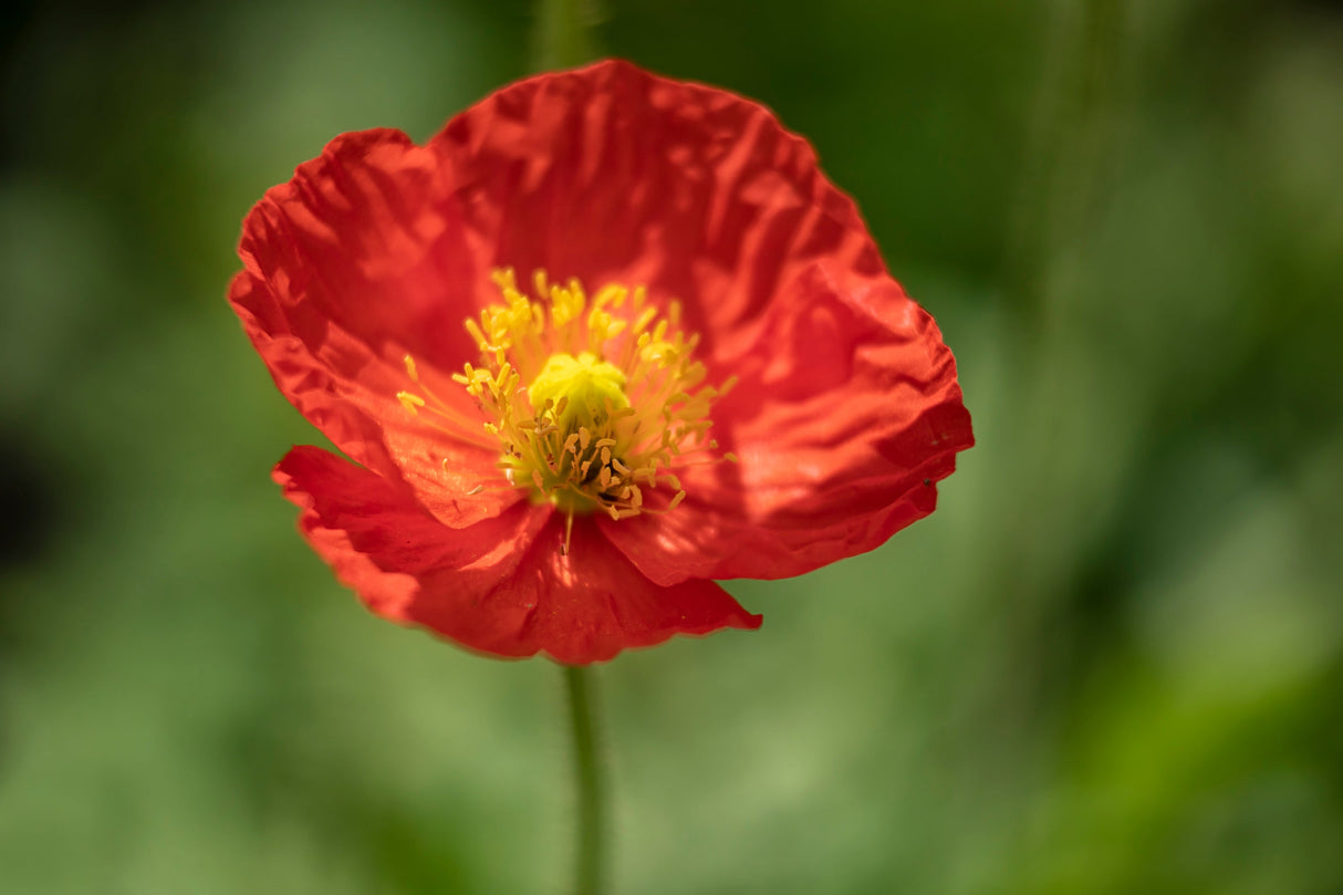 2500 ICELAND POPPY MIX Papaver Nudicaule Mixed Colors Flower Seeds