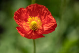 2500 ICELAND POPPY MIX Papaver Nudicaule Mixed Colors Flower Seeds