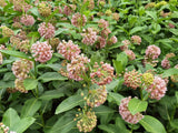 100 PINK MILKWEED Common Asclepias Syriaca Monarch Flower Seeds