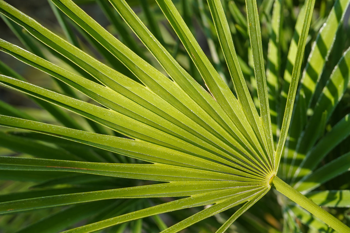 5 MEDITERRANEAN FAN PALM European Dwarf Tree Shrub Chamaerops Humilis Seeds